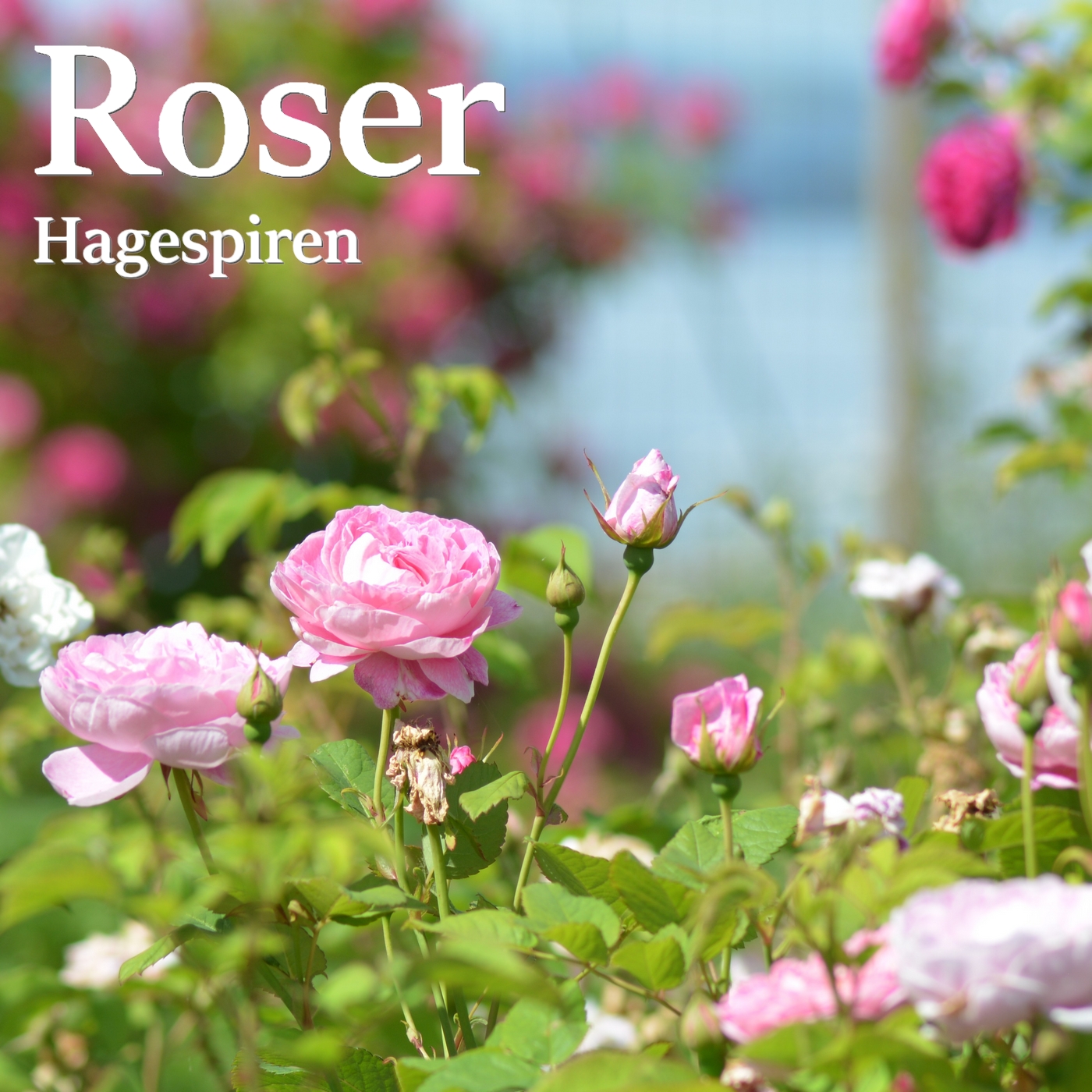 Hagespiren Podcast episode image