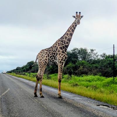 Afrikas eneste absolutte monarki eSwatini med sine fabelaktige og svinebillige safarier
