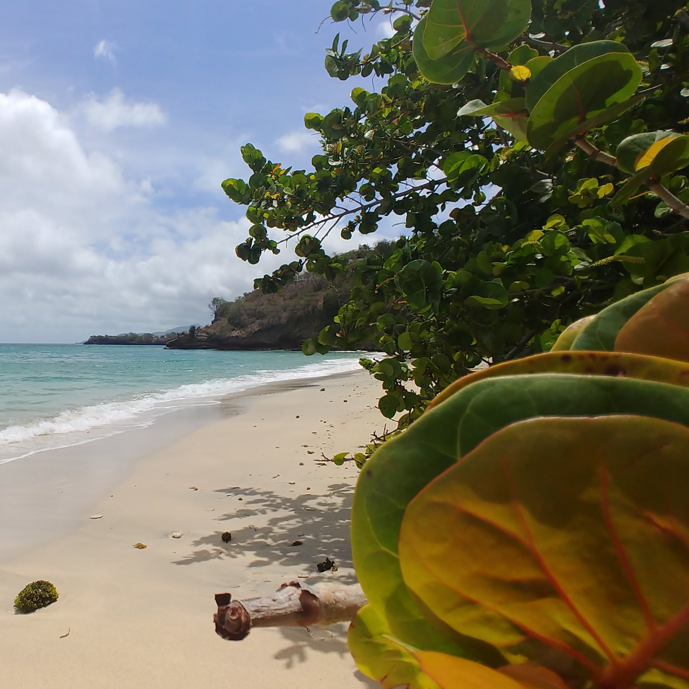 Det karibiske naturmekkaet Grenada